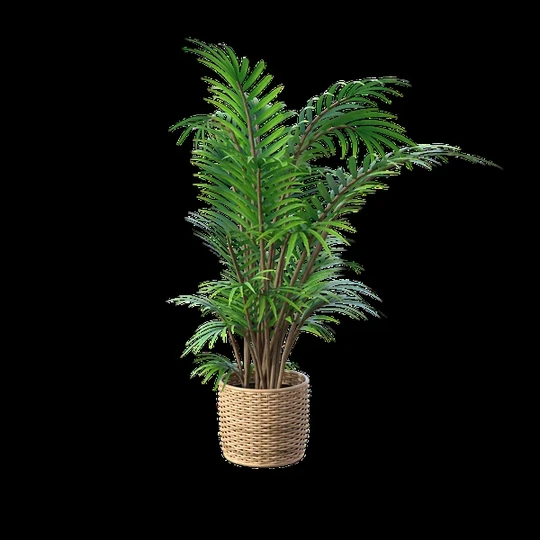 Indoor Plant image 3